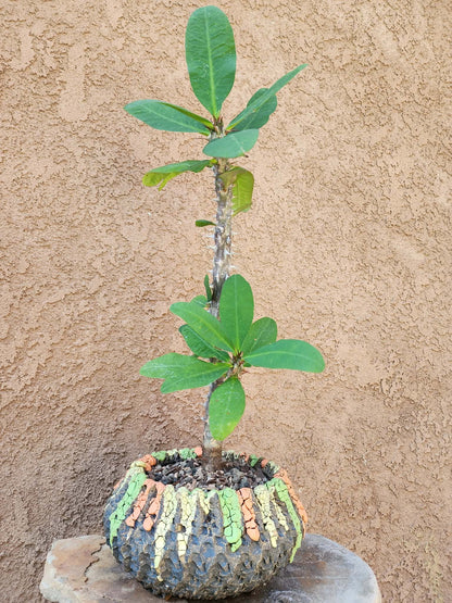 Euphorbia milii – Crown of Thorns (Coral)