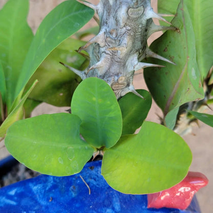 Euphorbia milii – Crown of Thorns (Coral)