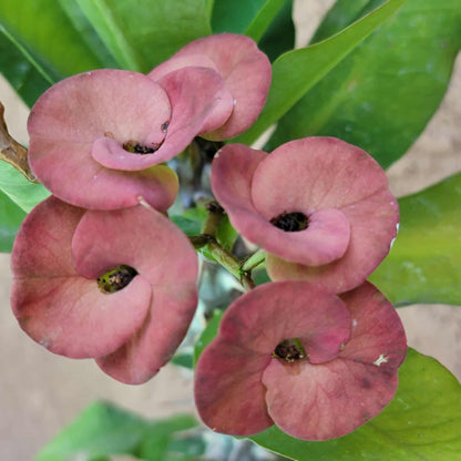 Euphorbia milii – Crown of Thorns (Coral)