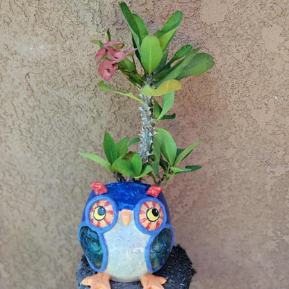 Euphorbia milii – Crown of Thorns (Coral)