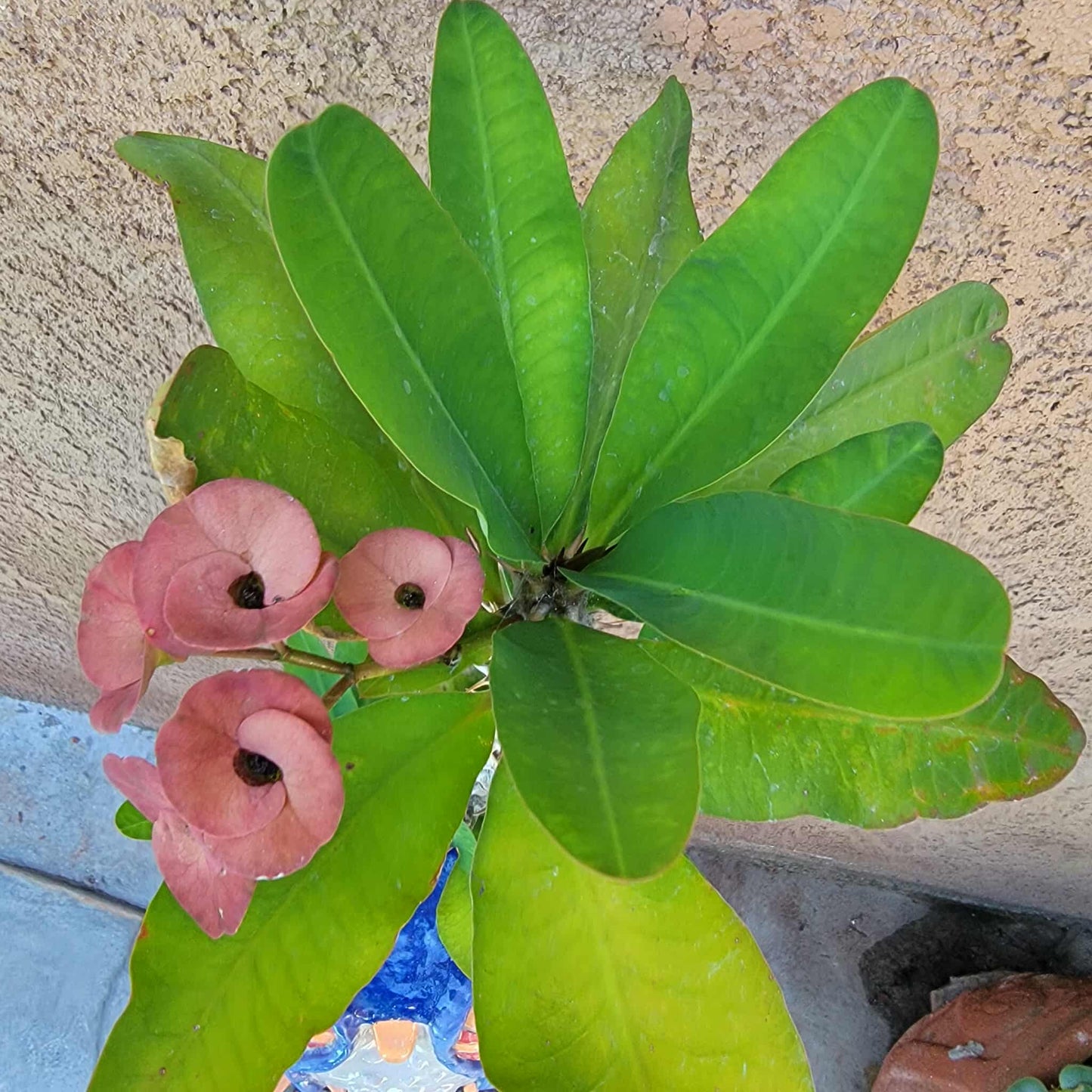 Euphorbia milii – Crown of Thorns (Coral)