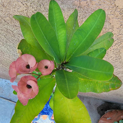 Euphorbia milii – Crown of Thorns (Coral)