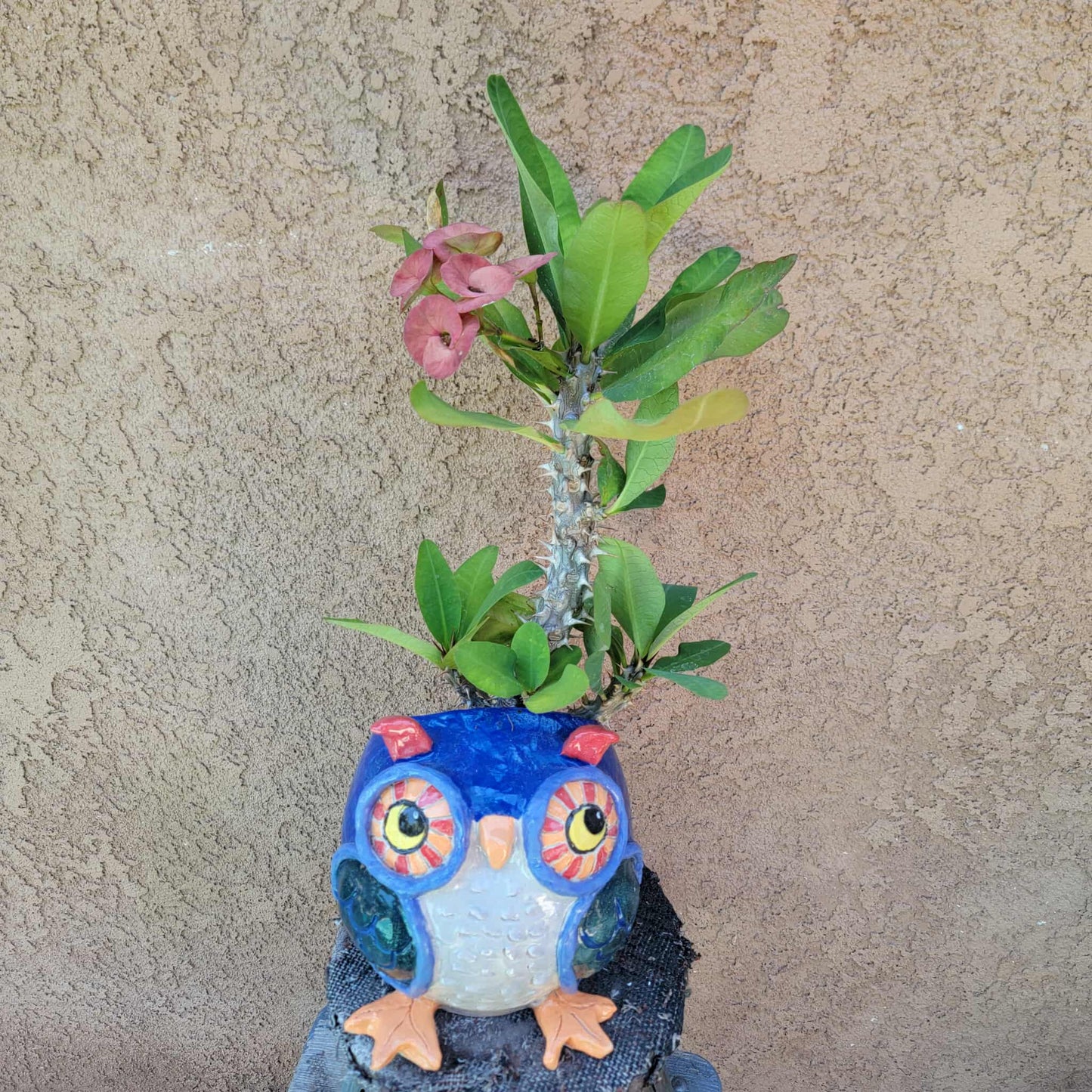 Euphorbia milii – Crown of Thorns (Coral)