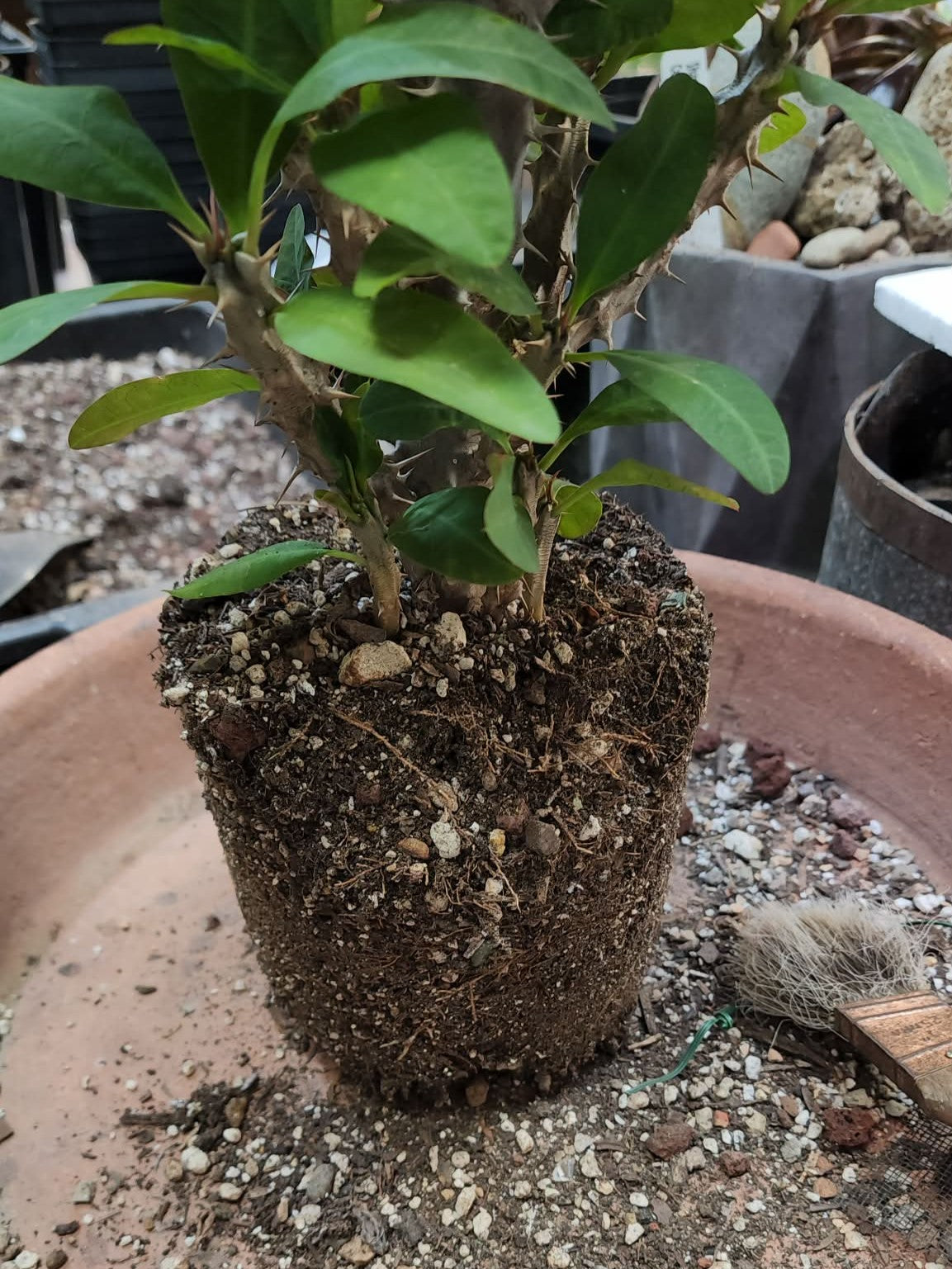 Euphorbia milii – Crown of Thorns (Coral)