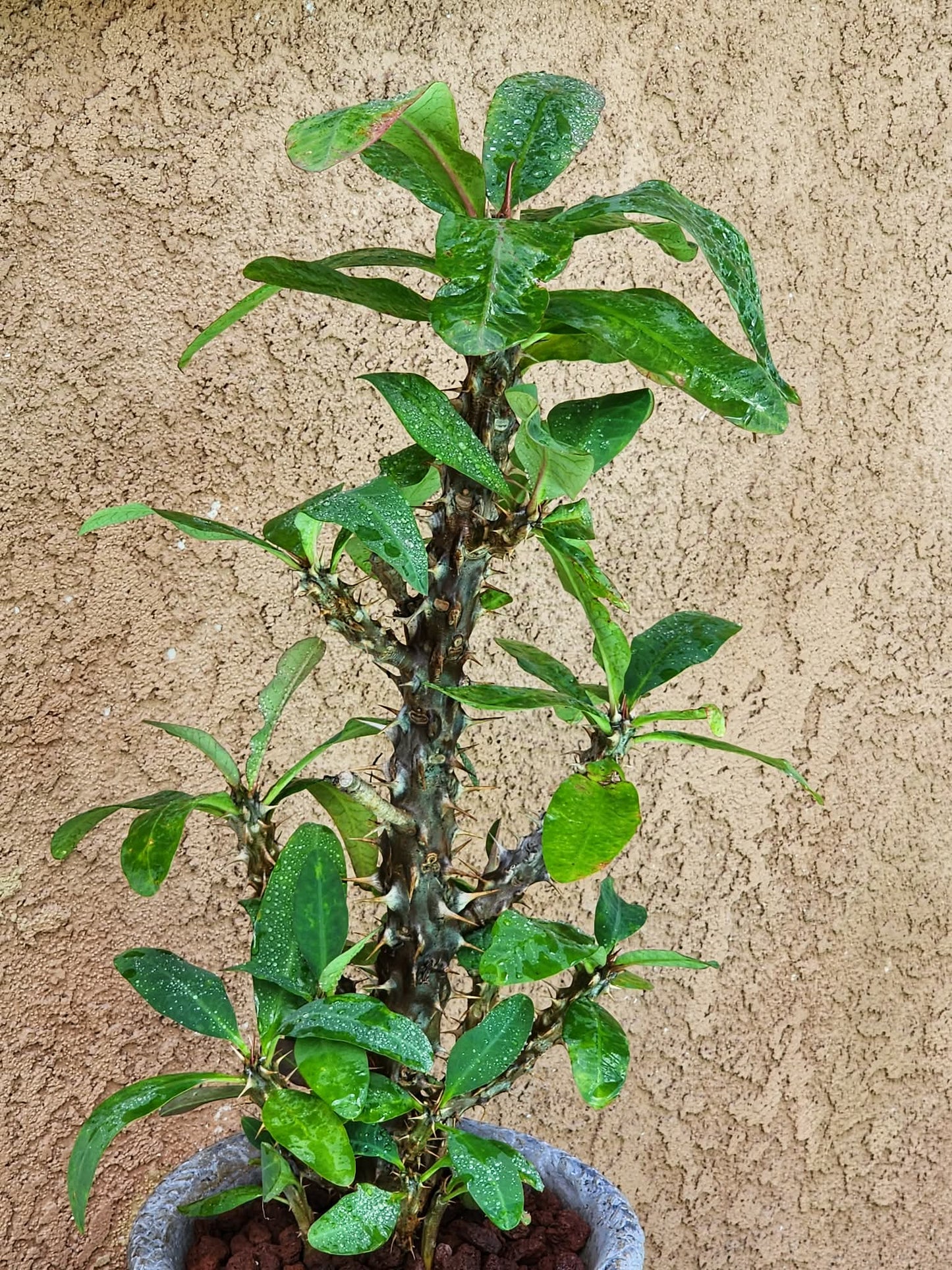 Euphorbia milii – Crown of Thorns (Coral) euphorbia collector specimen