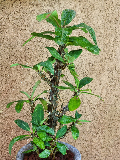 Euphorbia milii – Crown of Thorns (Coral) euphorbia collector specimen