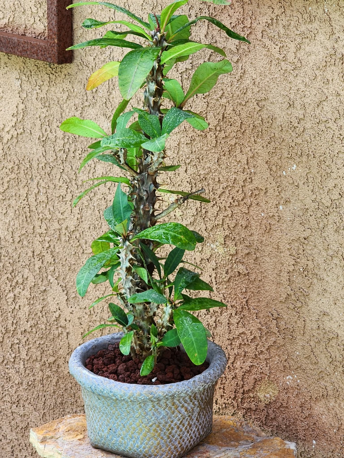 Euphorbia milii – Crown of Thorns (Coral)