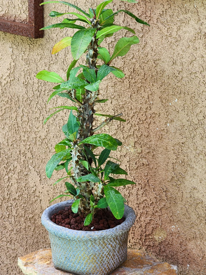 Euphorbia milii – Crown of Thorns (Coral)