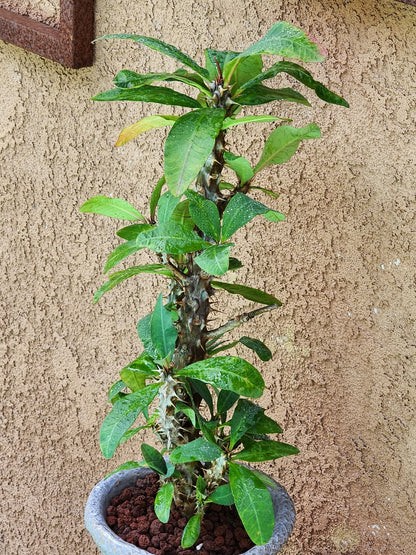 Euphorbia milii – Crown of Thorns (Coral)