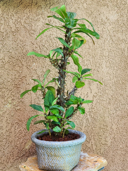 Euphorbia milii – Crown of Thorns (Coral)