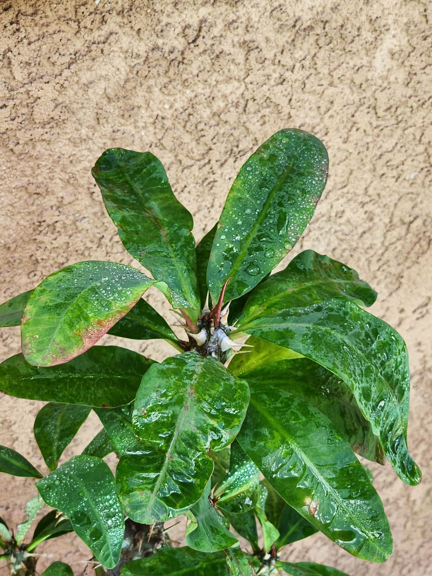 Euphorbia milii – Crown of Thorns (Coral)