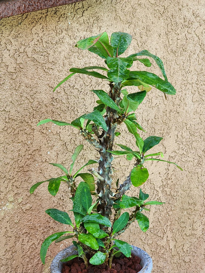 Euphorbia milii – Crown of Thorns (Coral)