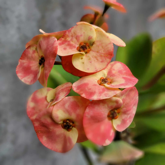 Euphorbia milii – Crown of Thorns (Pink) - 28" Tall!