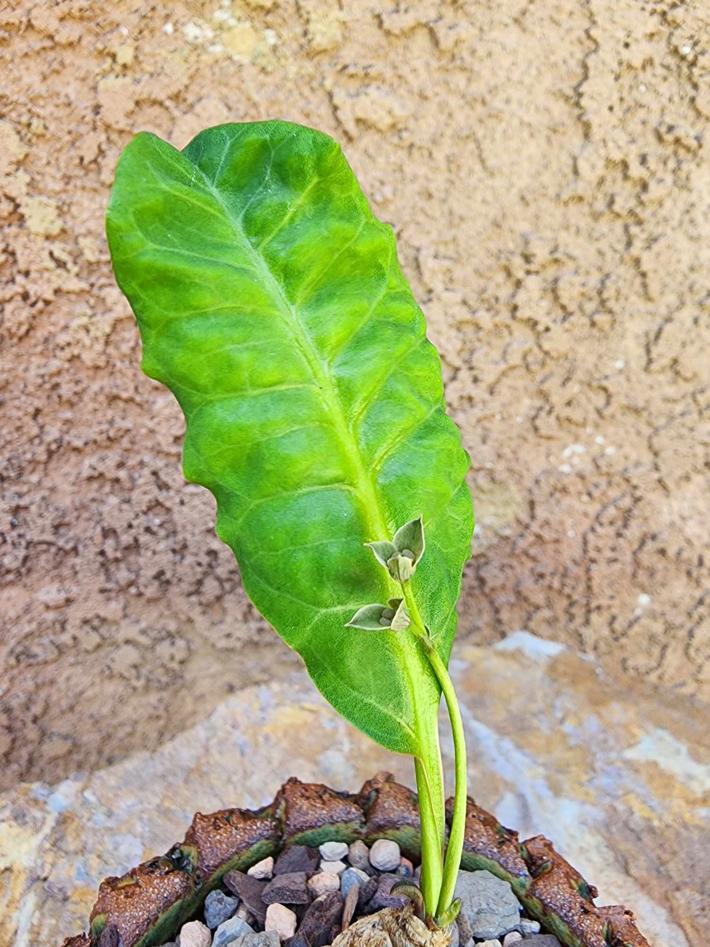 Euphorbia moratii