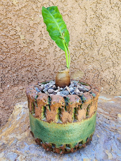 Euphorbia moratii