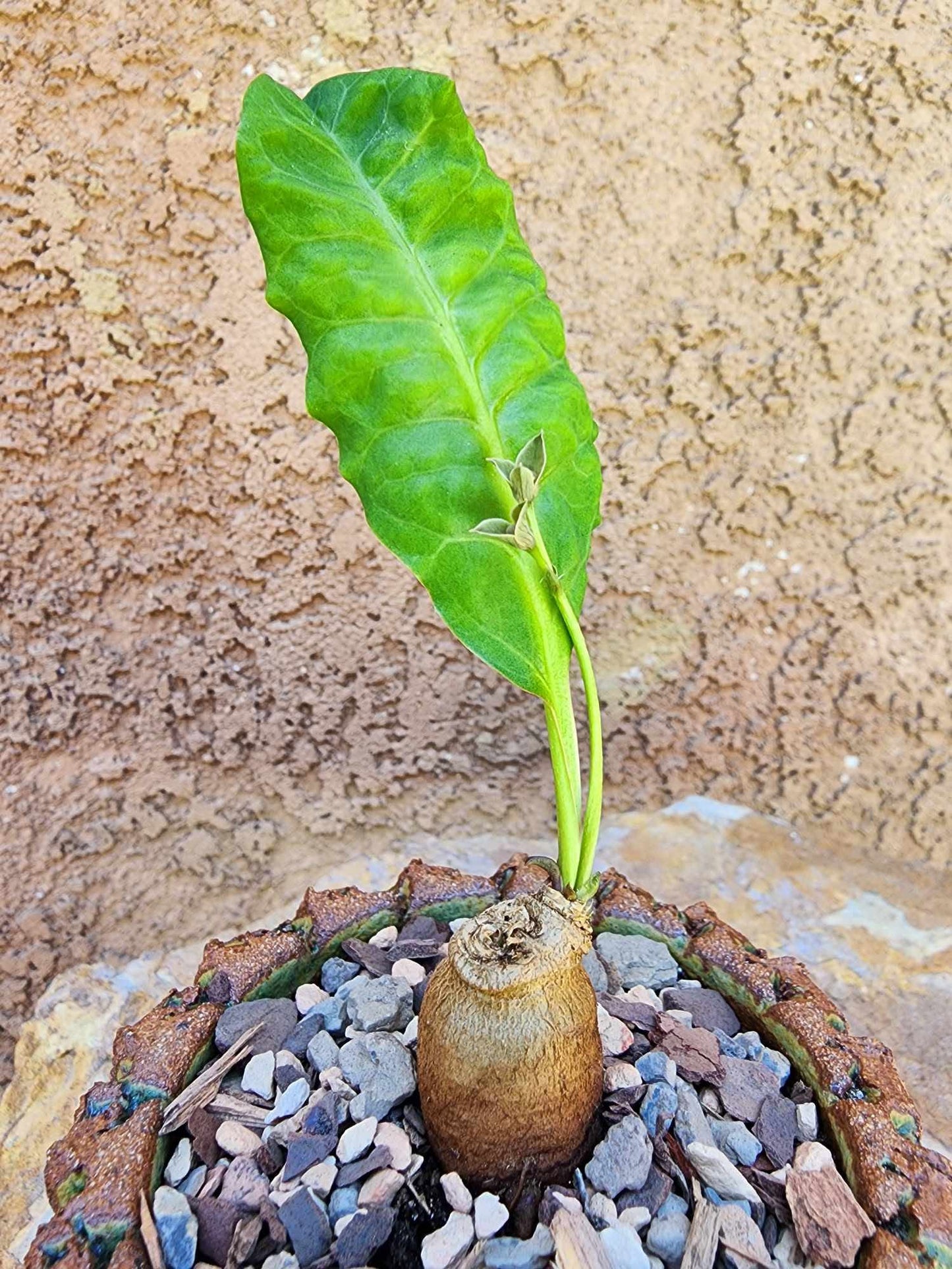 Euphorbia moratii