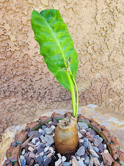 Euphorbia moratii