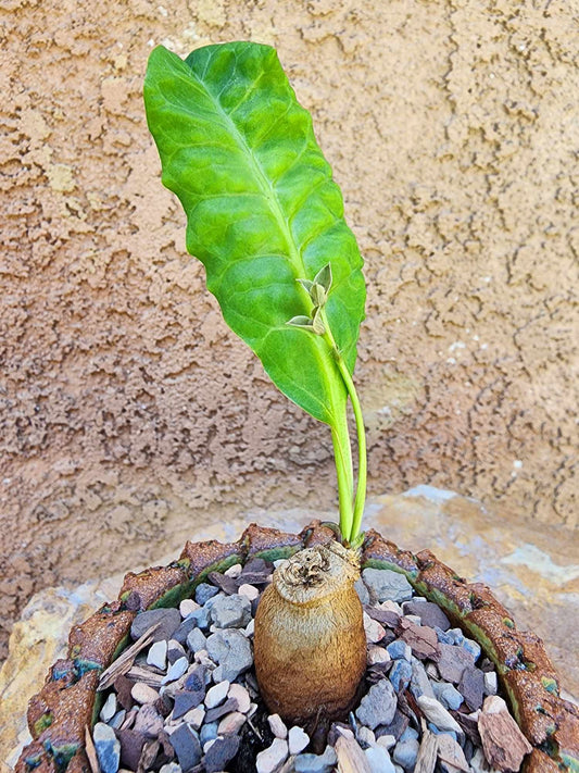 Euphorbia moratii