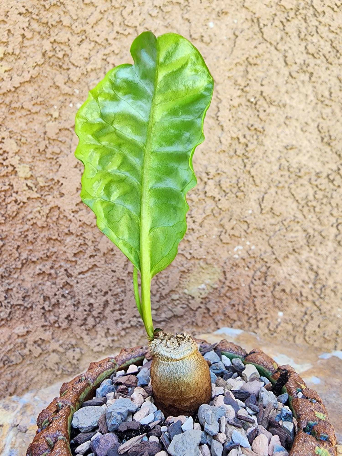 Euphorbia moratii