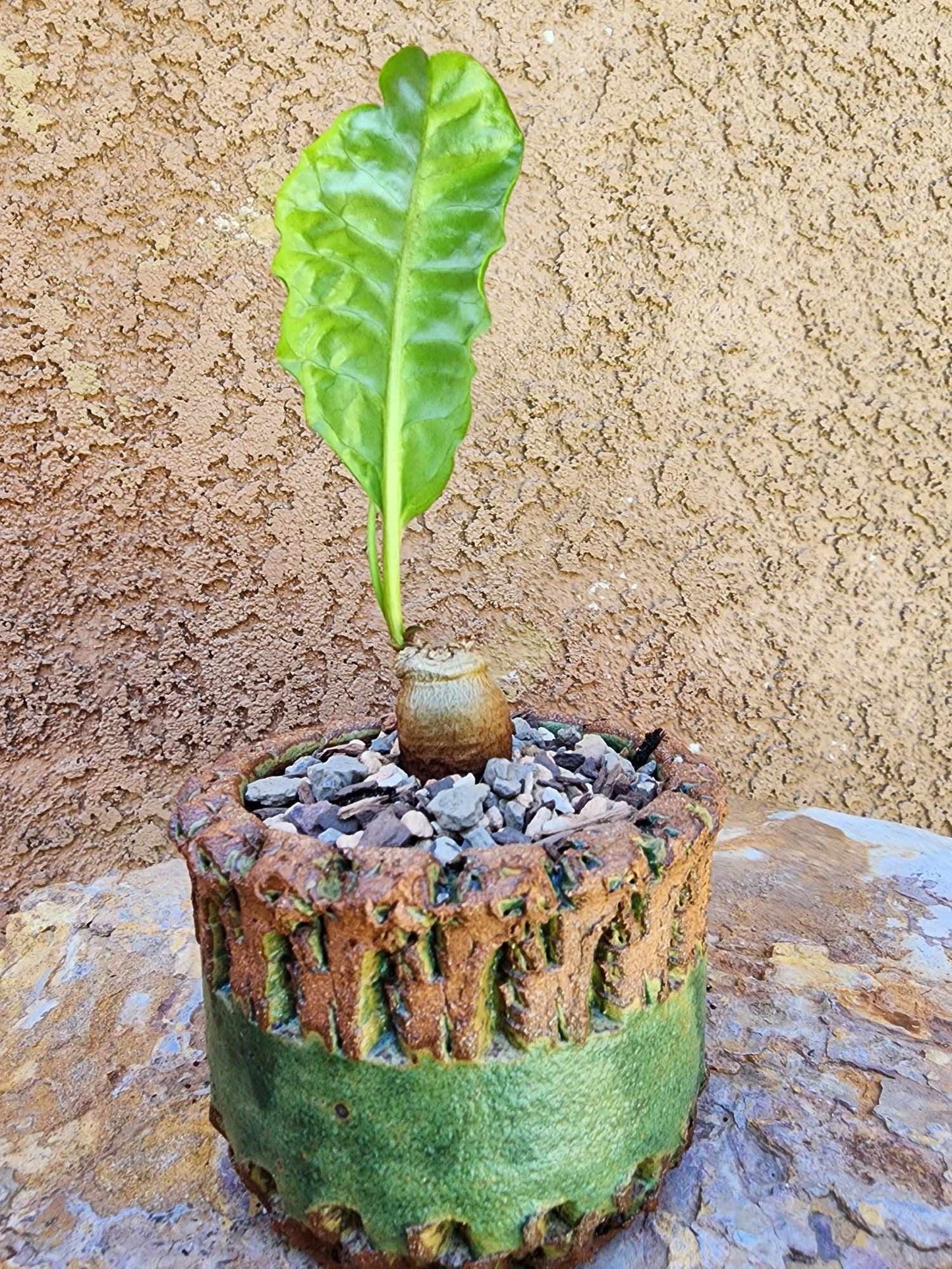 Euphorbia moratii