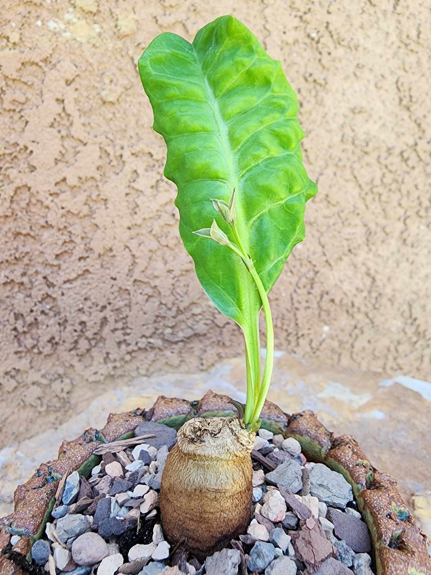 Euphorbia moratii