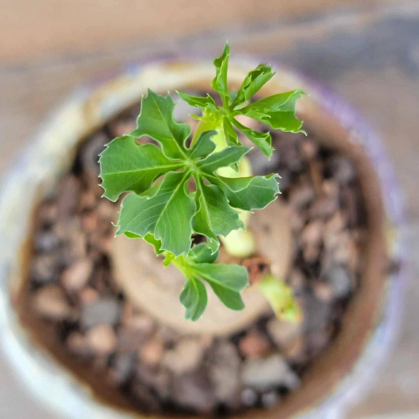 Euphorbia moratii - Very Rare