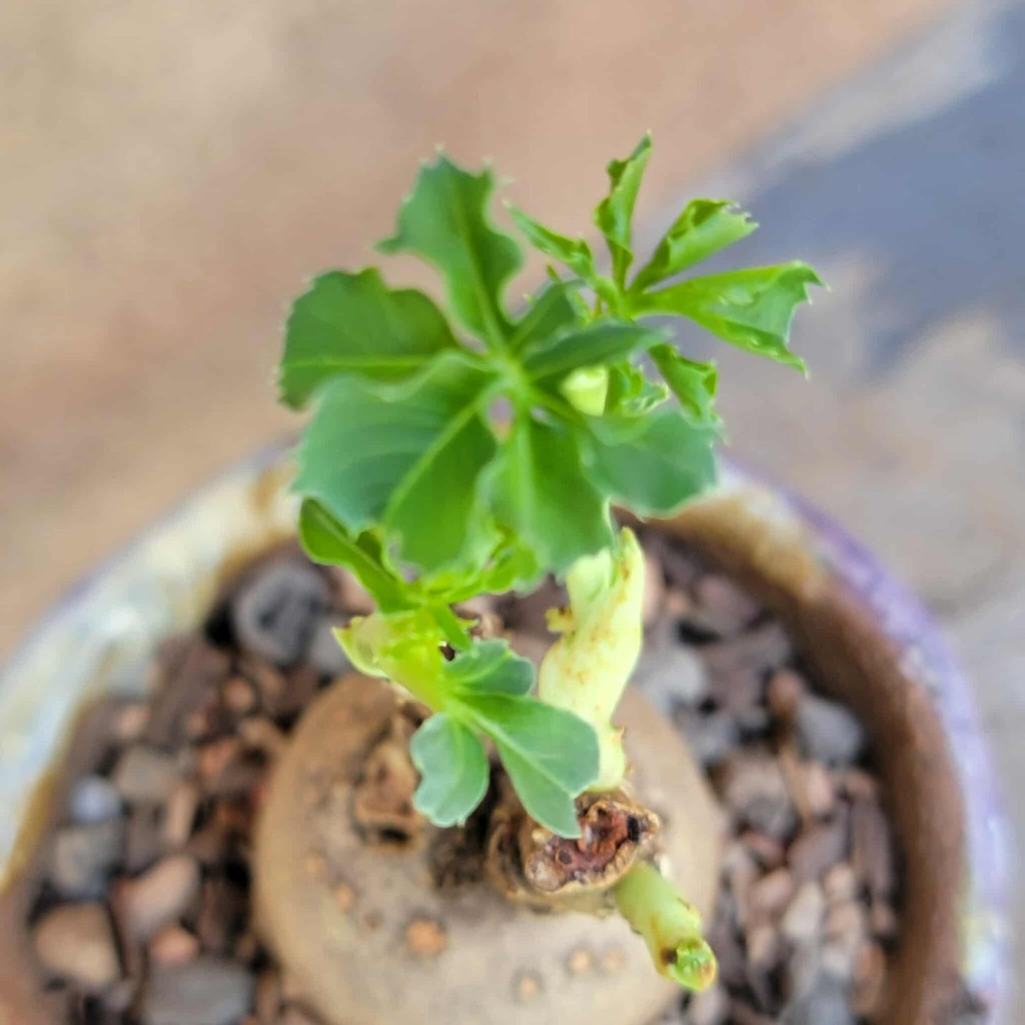 Euphorbia moratii - Very Rare