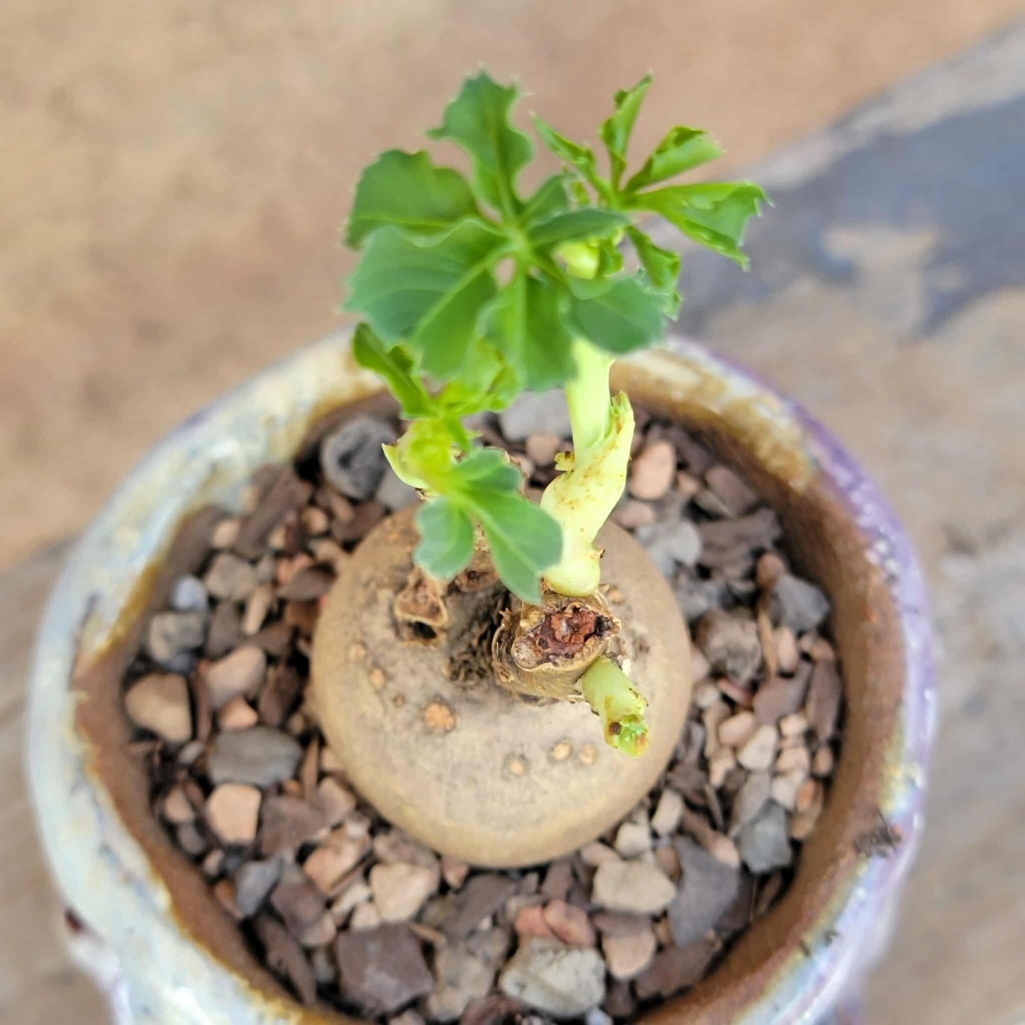 Euphorbia moratii - Very Rare