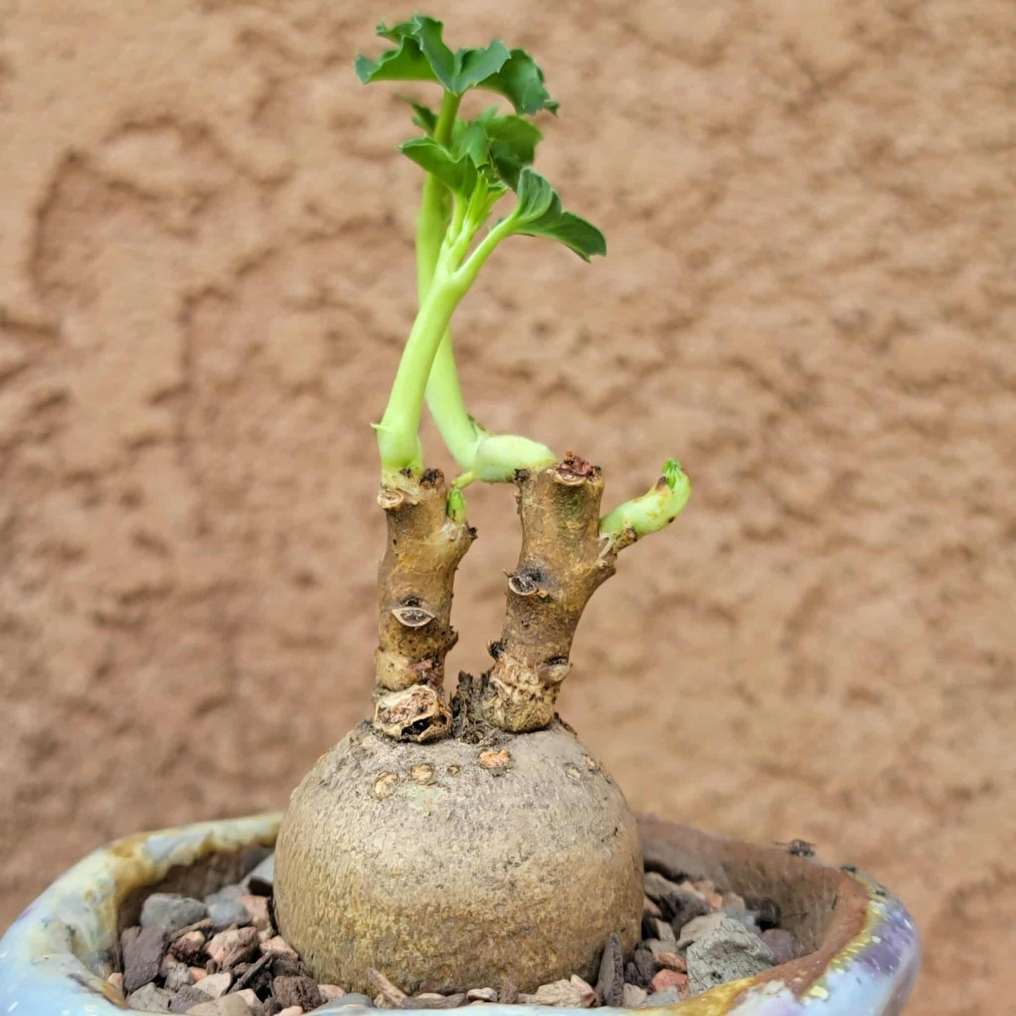 Euphorbia moratii - Very Rare