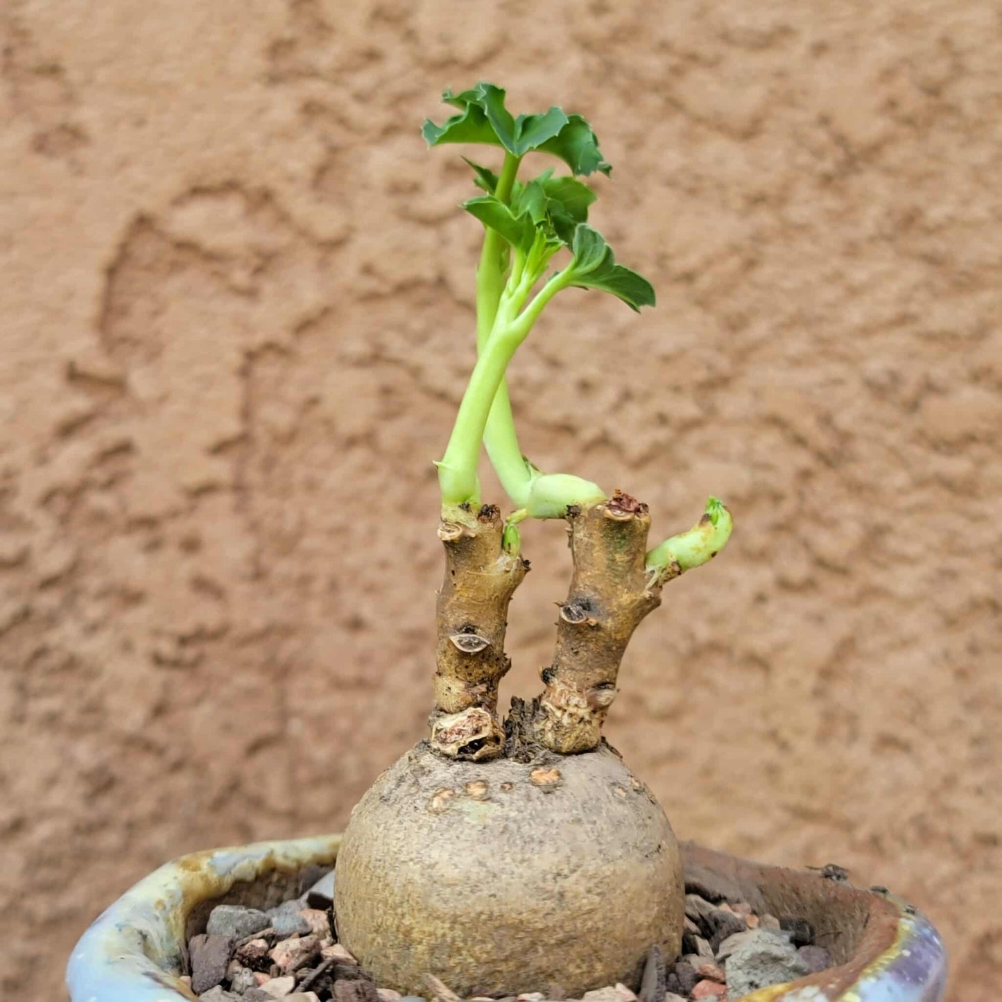 Euphorbia moratii - Very Rare