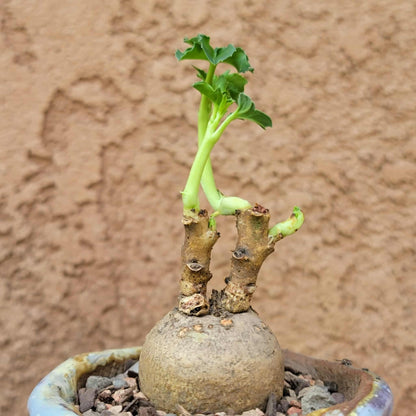 Euphorbia moratii - Very Rare