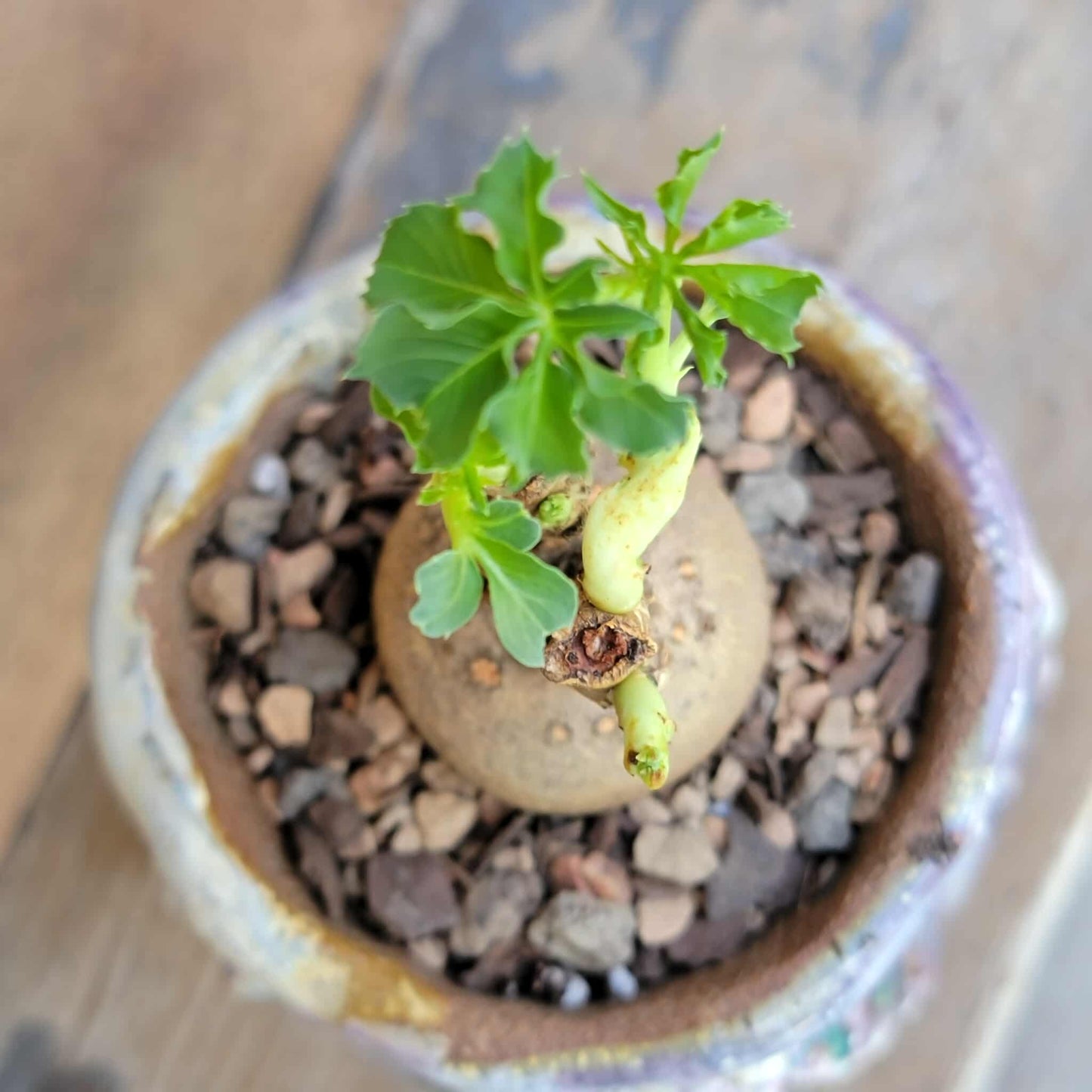 Euphorbia moratii - Very Rare