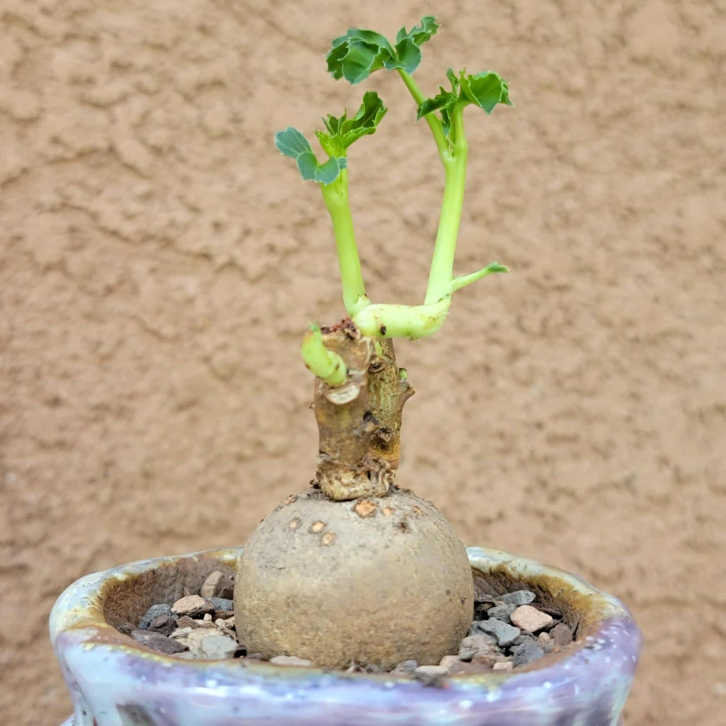 Euphorbia moratii - Very Rare