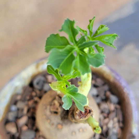 Euphorbia moratii - Very Rare