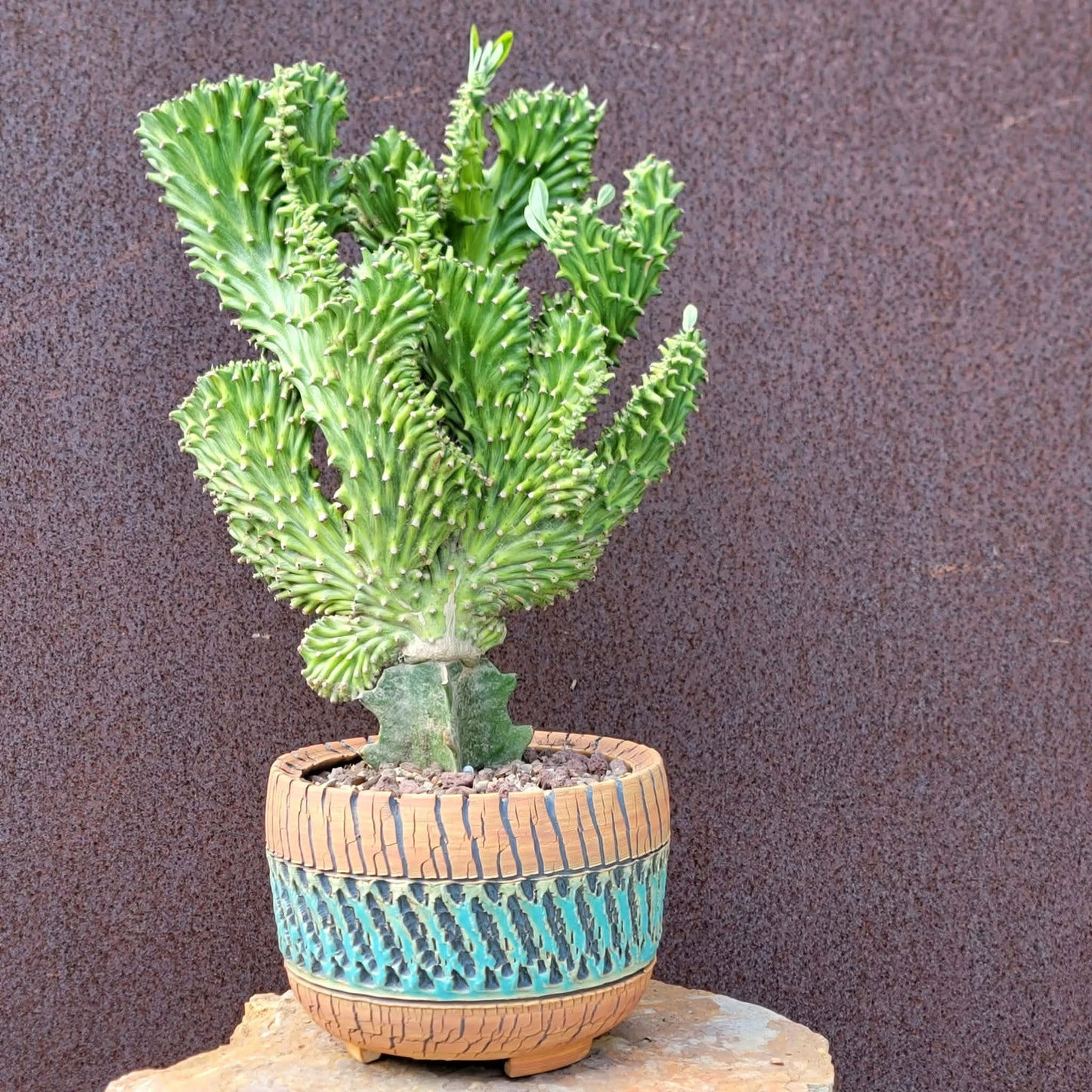 Euphorbia neriifolia cristata variegata