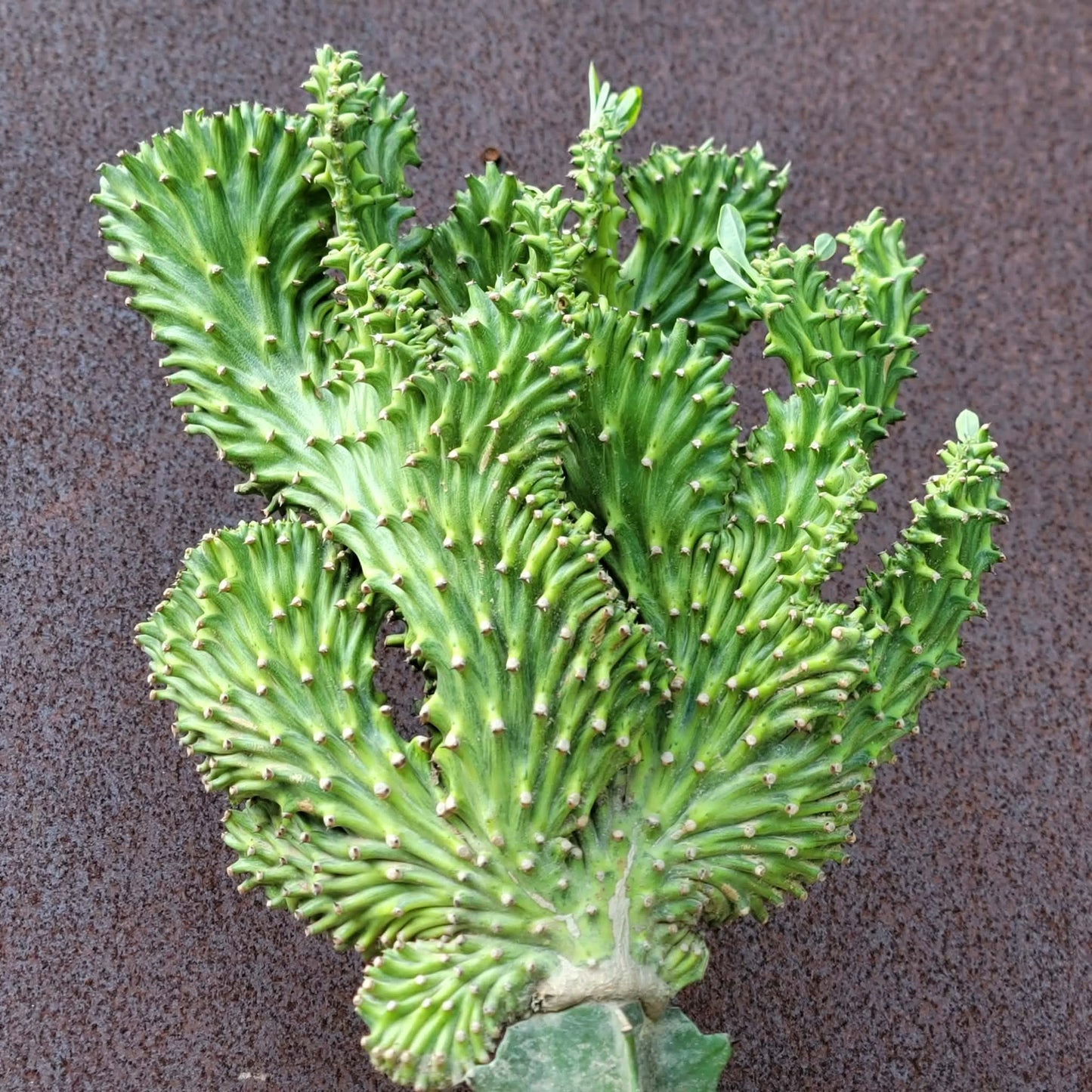 Euphorbia neriifolia cristata variegata