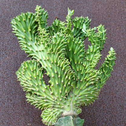 Euphorbia neriifolia cristata variegata