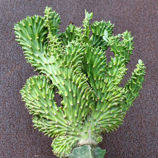 Euphorbia neriifolia cristata variegata