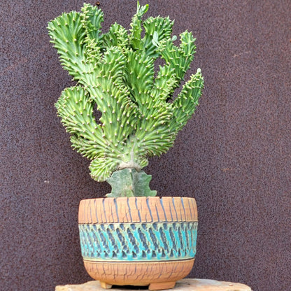 Euphorbia neriifolia cristata variegata