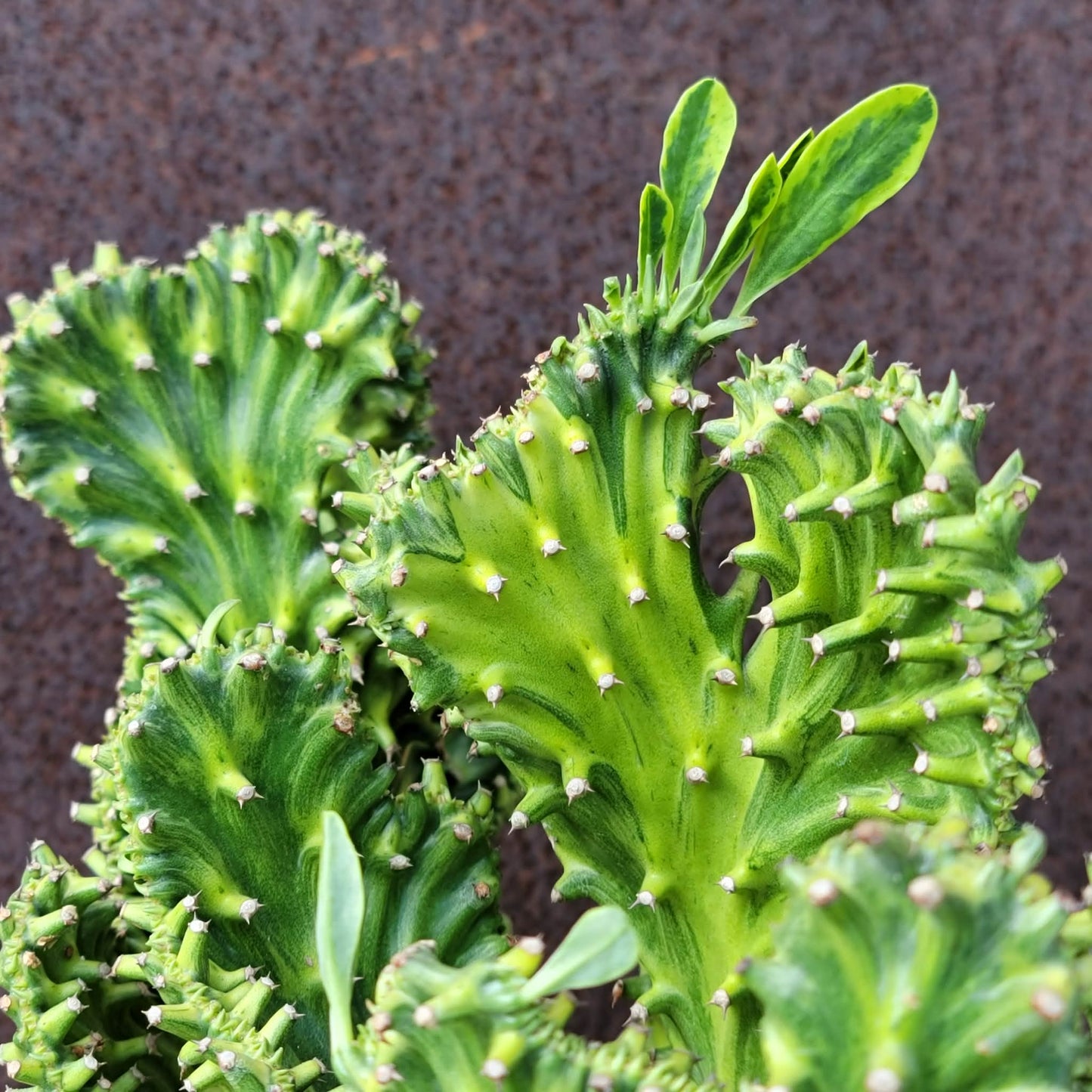 Euphorbia neriifolia cristata variegata