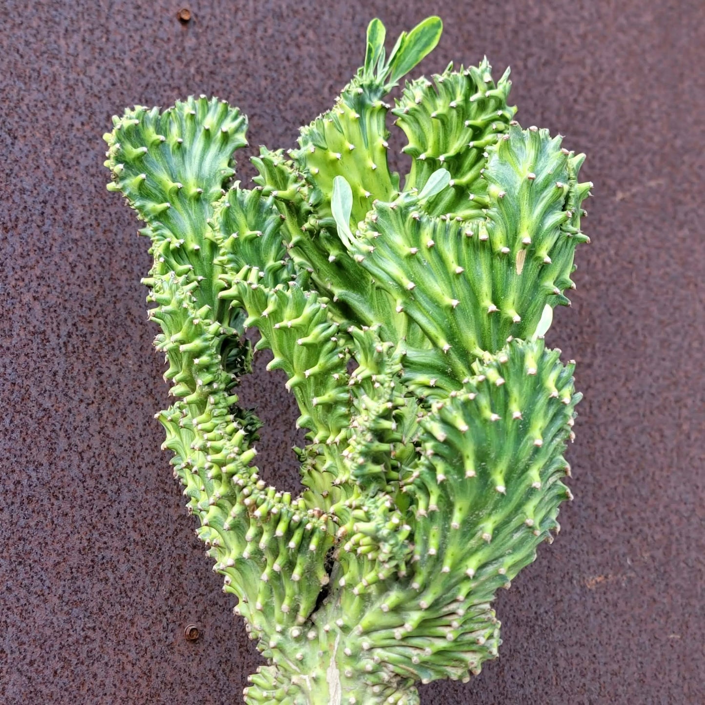 Euphorbia neriifolia cristata variegata