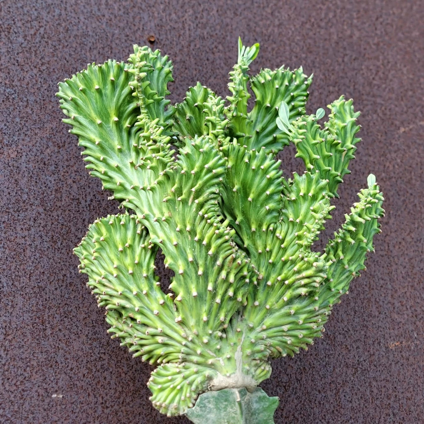 Euphorbia neriifolia cristata variegata