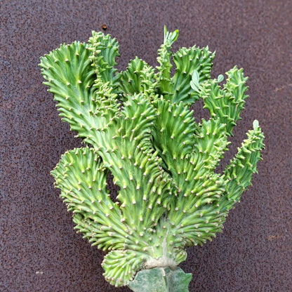 Euphorbia neriifolia cristata variegata