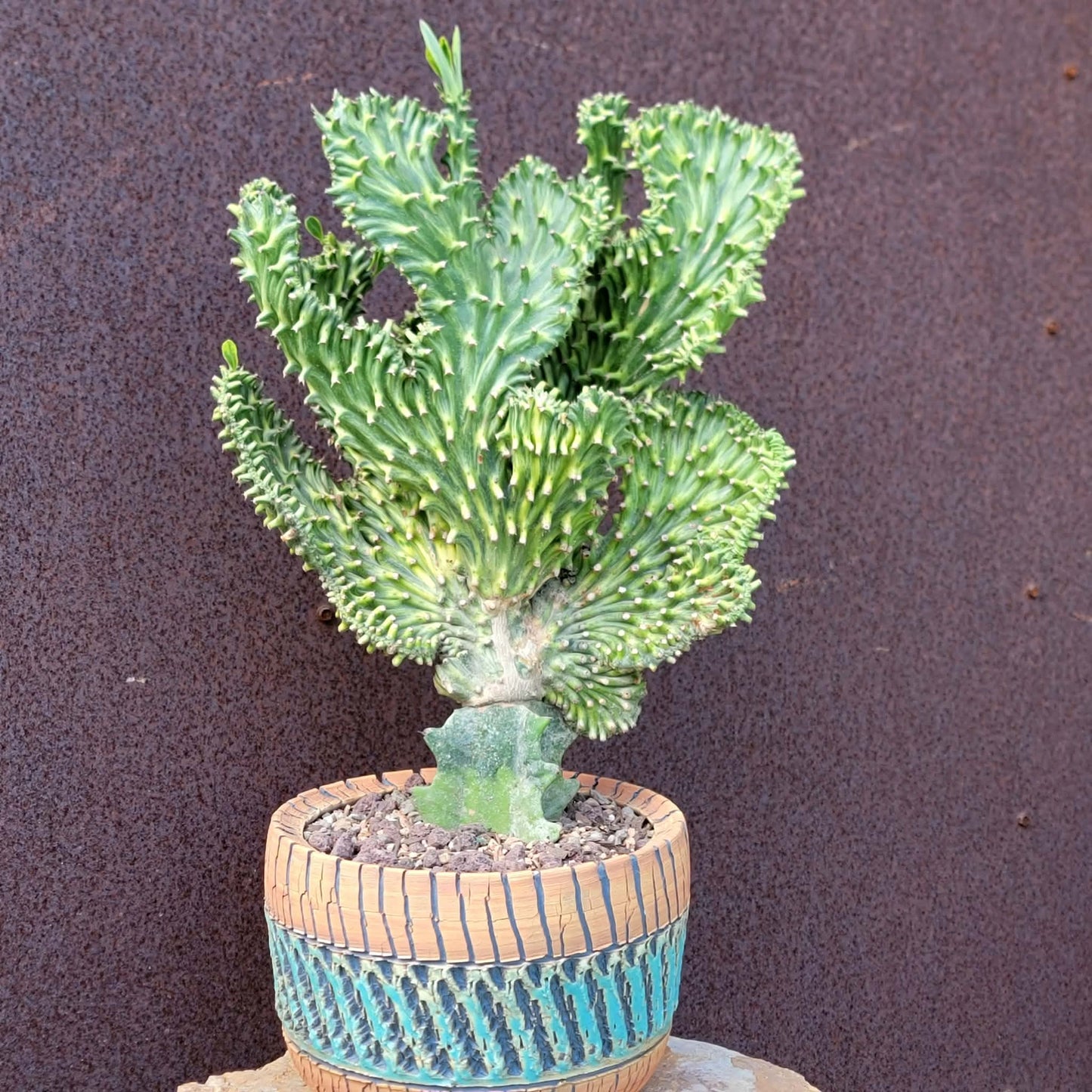 Euphorbia neriifolia cristata variegata