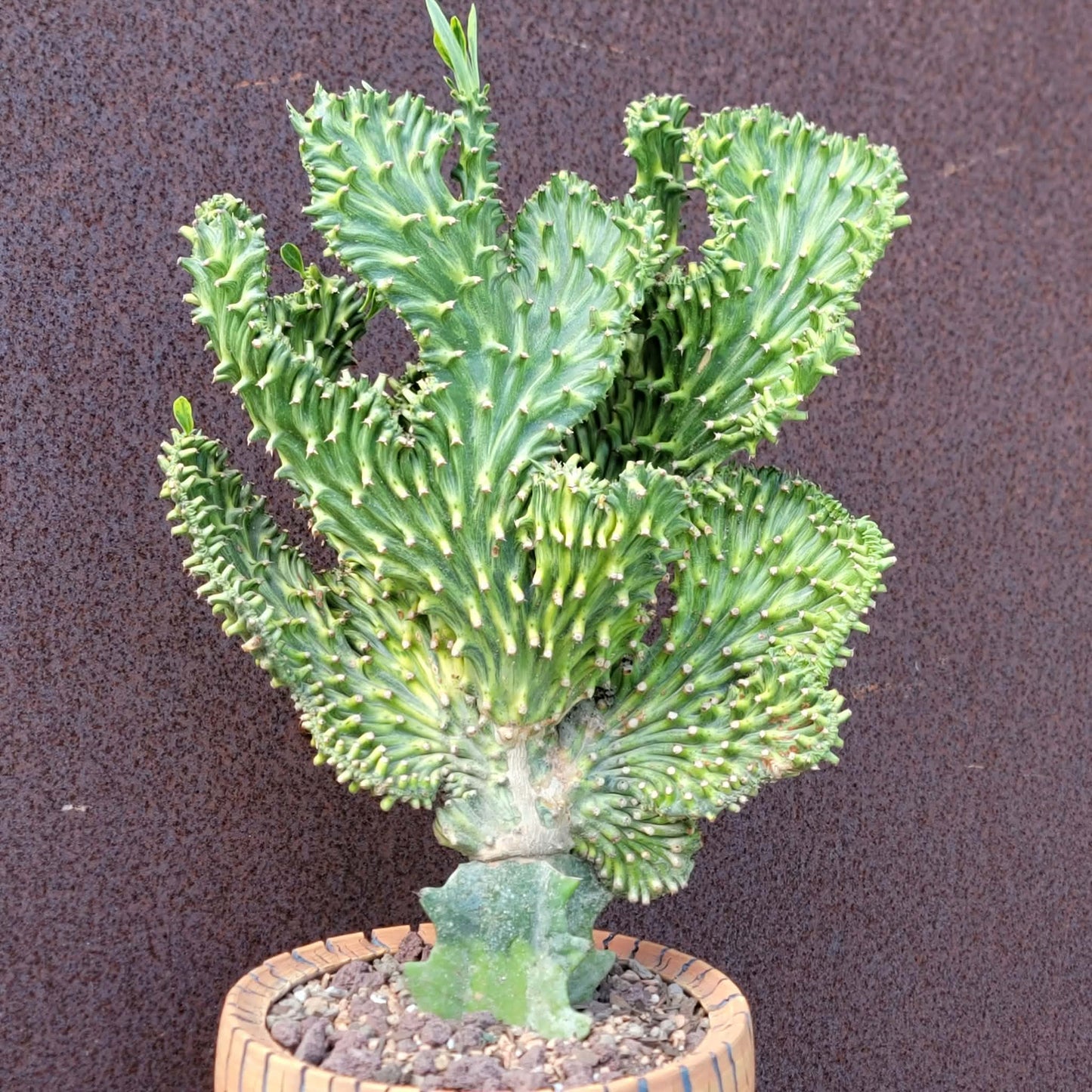 Euphorbia neriifolia cristata variegata