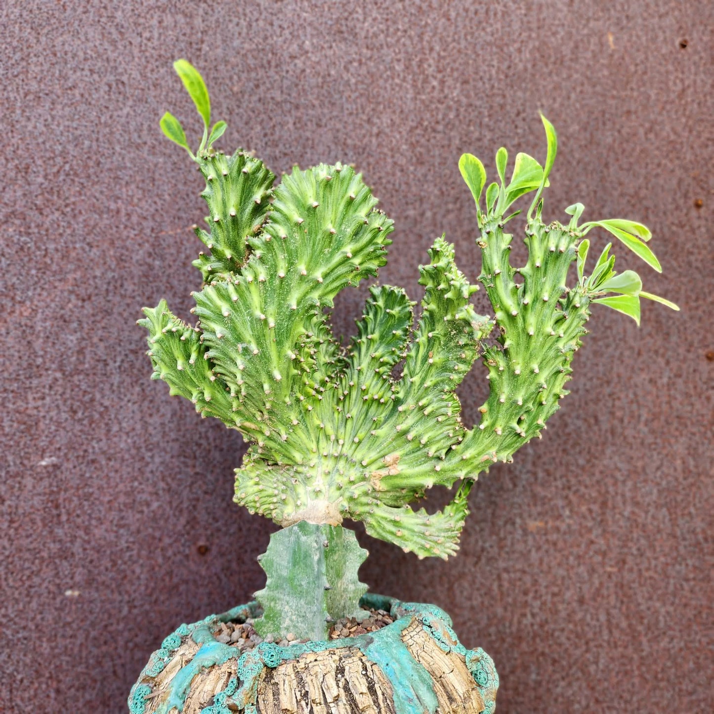 Euphorbia neriifolia cristata variegata - So big!!