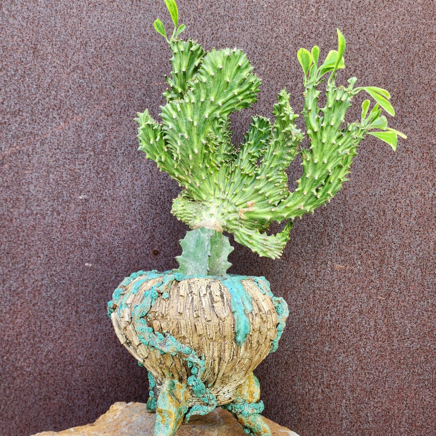 Euphorbia neriifolia cristata variegata - So big!!