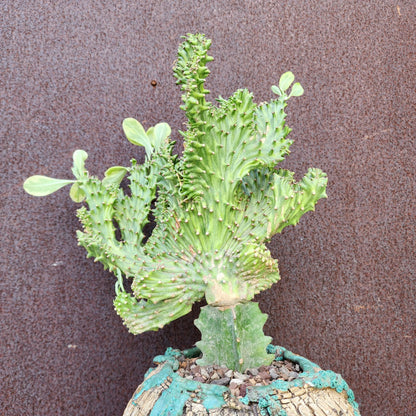 Euphorbia neriifolia cristata variegata - So big!!