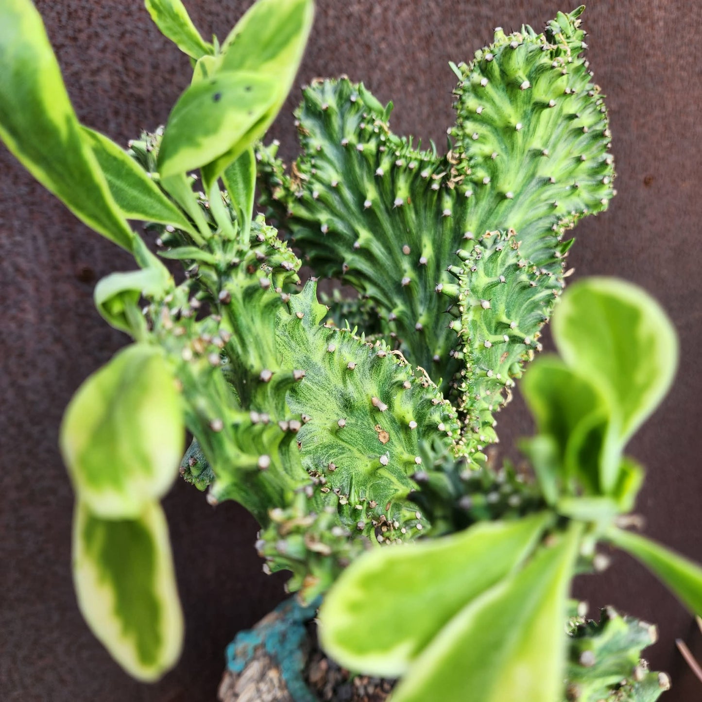 Euphorbia neriifolia cristata variegata - So big!!