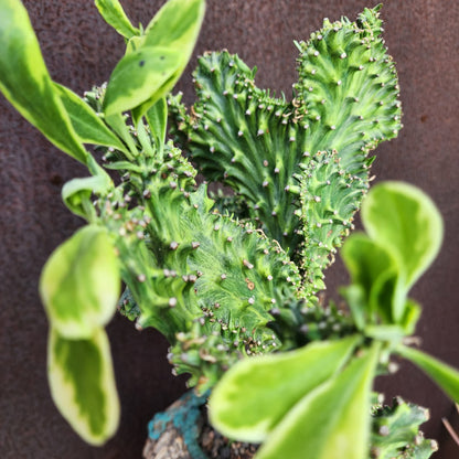 Euphorbia neriifolia cristata variegata - So big!!
